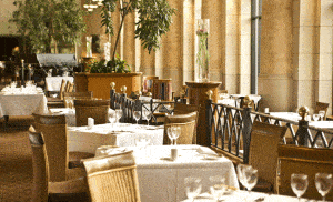 Celtic Manor Olive Tree